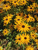 Natural prairie-style wildflower garden with Black Eyed Susans.
