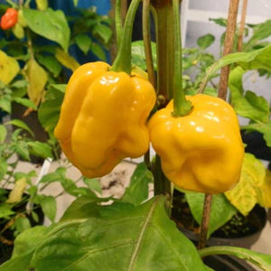 Yellow Trinidad Moruga Scorpion Pepper Seeds – Heirloom, Non-GMO, High Germination Organic Garden Seeds