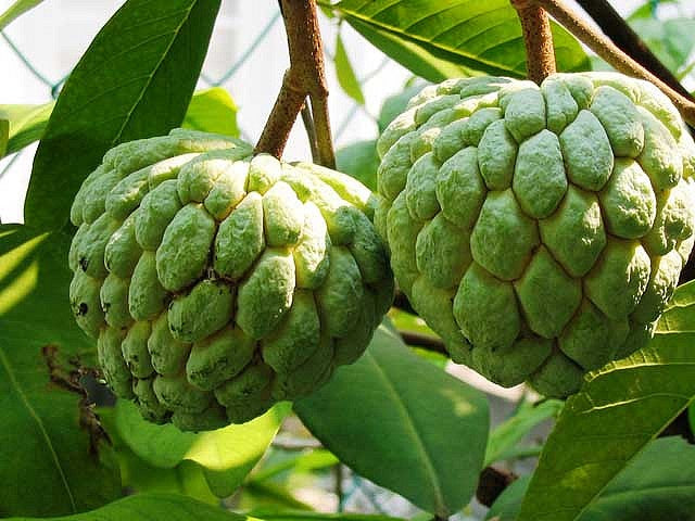 Custard Apple (Annona squamosa)