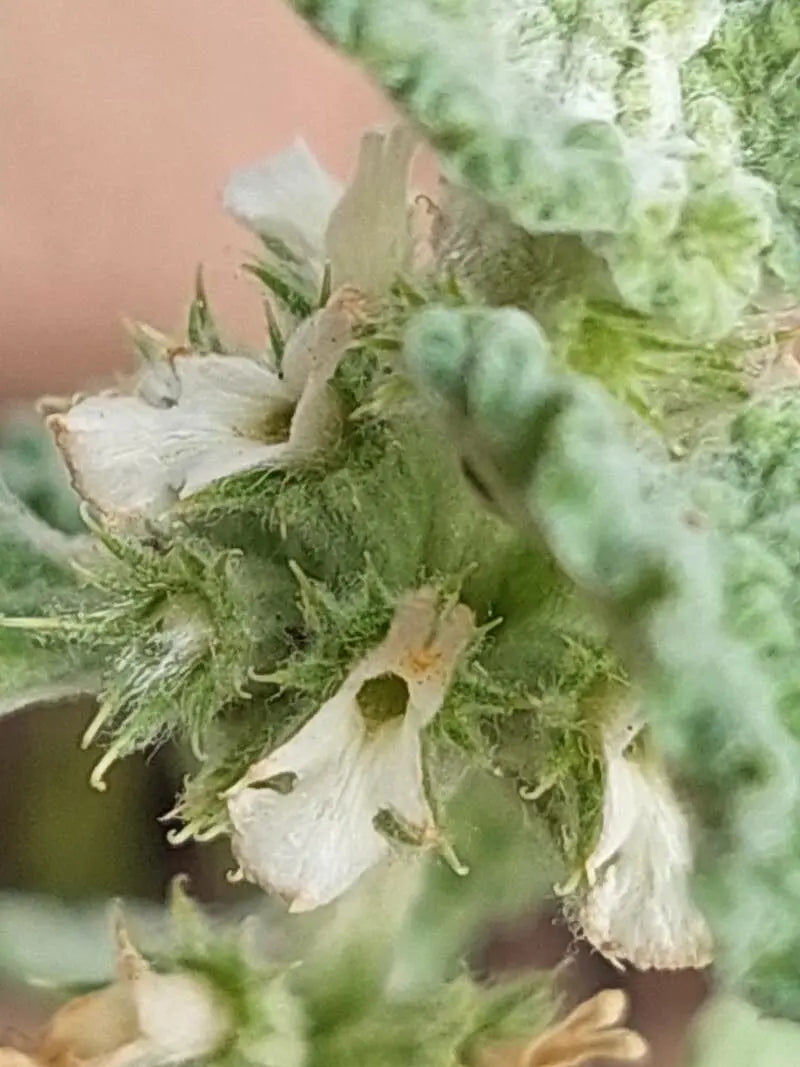 Light Green Marrubium Vulgare Herb Plant Seeds for Planting & Garden Use – Fresh Herb for Your Garden