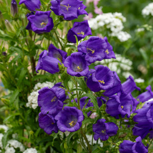 flower bed with clusters of ruby red bell-shaped blooms


