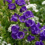 flower bed with clusters of ruby red bell-shaped blooms


