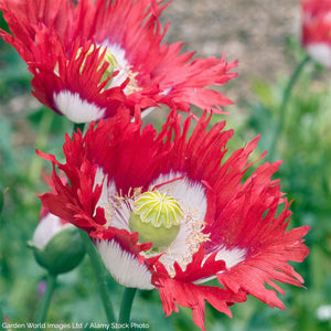 tall poppy plants with feathery silvery foliage

