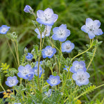 heirloom-delicate-blue-blooms-nemophila-menziesii-seeds

