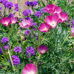 close-up of silky, lilac-purple poppy petals with delicate texture

