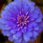 organic-blue-zinnia-flower-seeds

