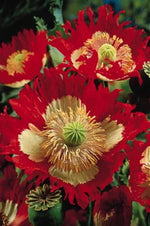 bright summer border with Danish Flag poppies

