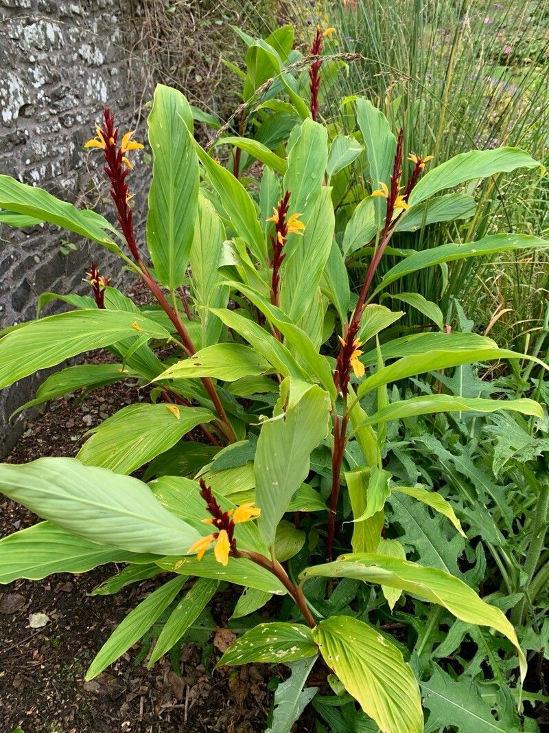 Green Cautleya Spicata Ornamental Plant Seeds for Unique Gardens – Fresh Herb for Your Garden