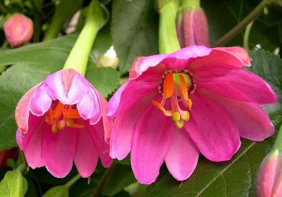 Pink Mollissima Flower Seeds for Planting, NON GMO Seeds Dhara Seeds