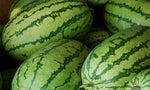 ripe watermelons ready for harvest with striped skin pattern

