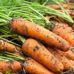 close-up of smooth, tapered baby carrots freshly harvested

