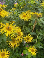 Enula Asteraceae Flower Seeds for Planting - NON GMO Seeds Dhara Seeds