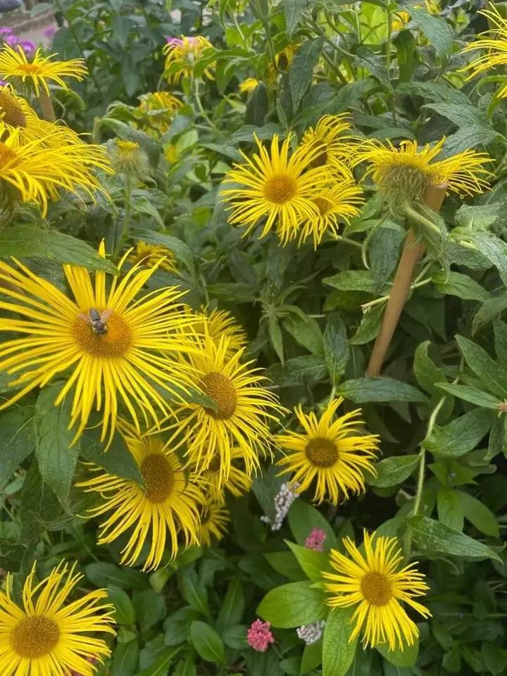 Enula Asteraceae Flower Seeds for Planting - NON GMO Seeds Dhara Seeds