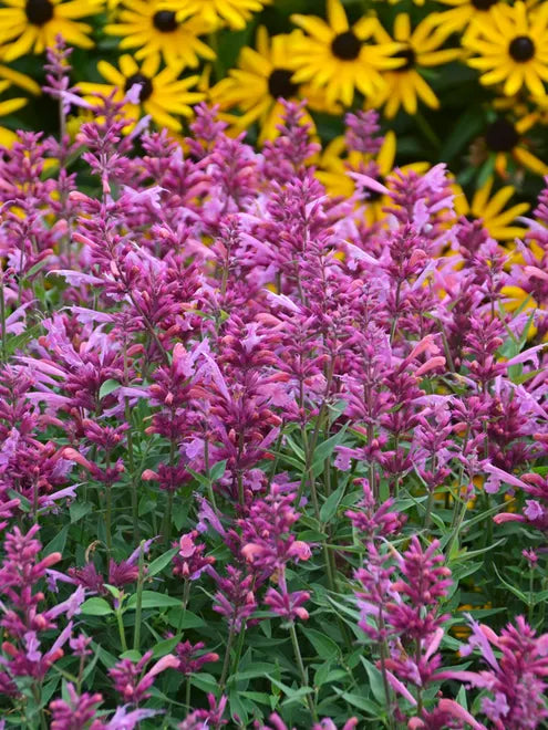 Agastache Rosie Posie Seeds