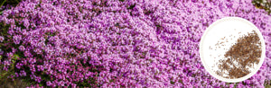herbal garden patch featuring fragrant creeping thyme

