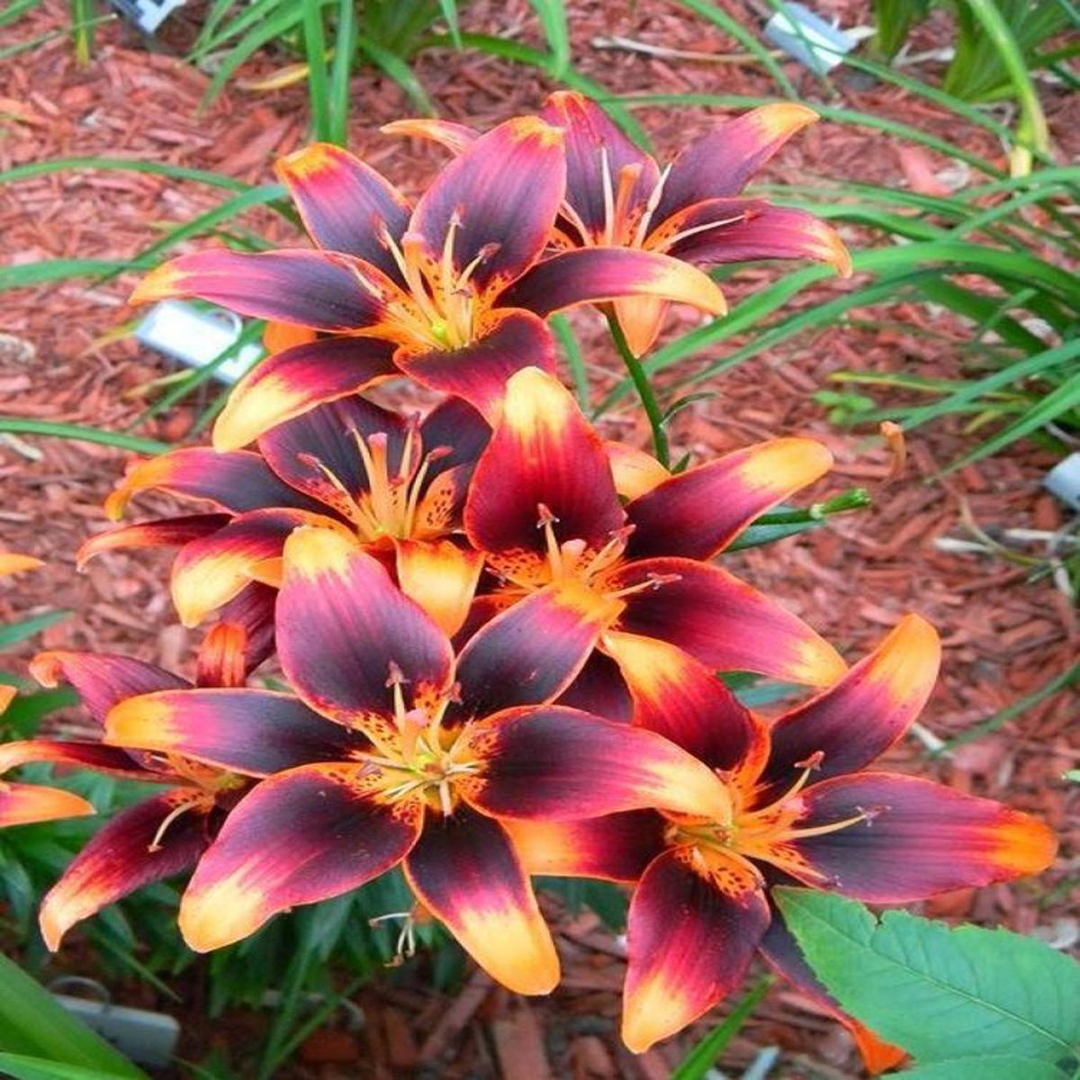 Black Heart Lily Flower Seeds for Bonsai Pots