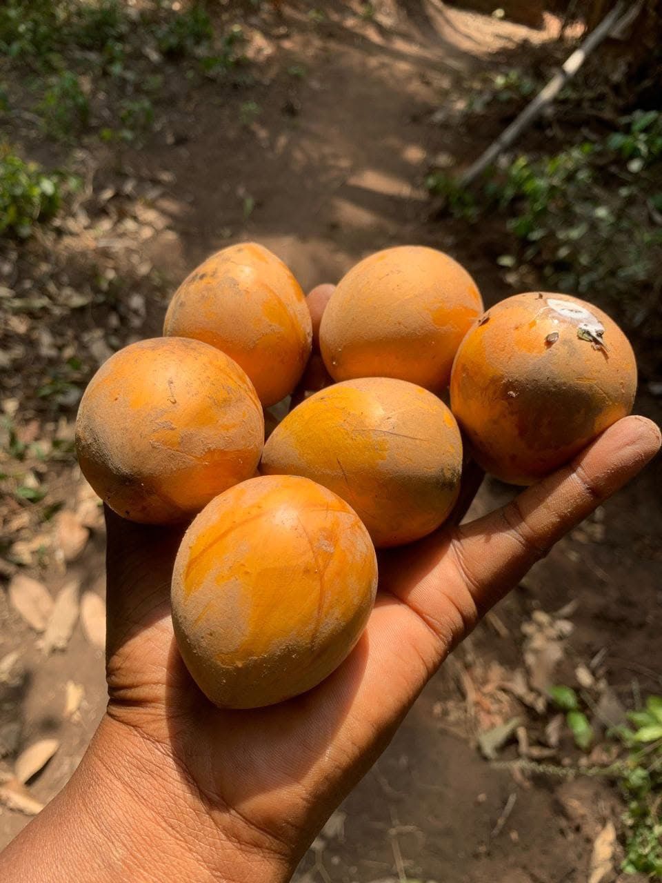 Udara Fruit (Spondias mombin) - Exotic Sweet and Tart Tropical Delight