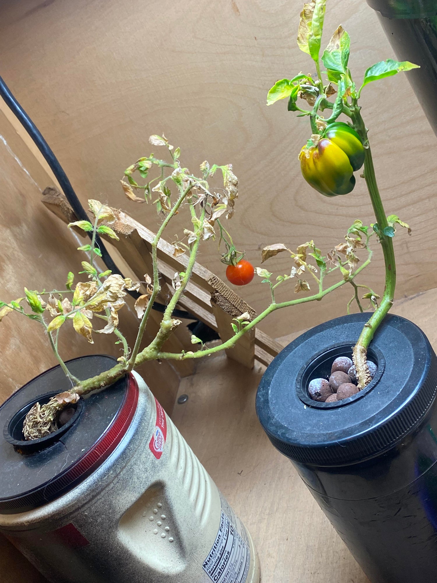 Vegetables Assorted Species Balcony Bonsai Vegetable Seeds for Planting – Ideal for Small Space Gardening and Containers