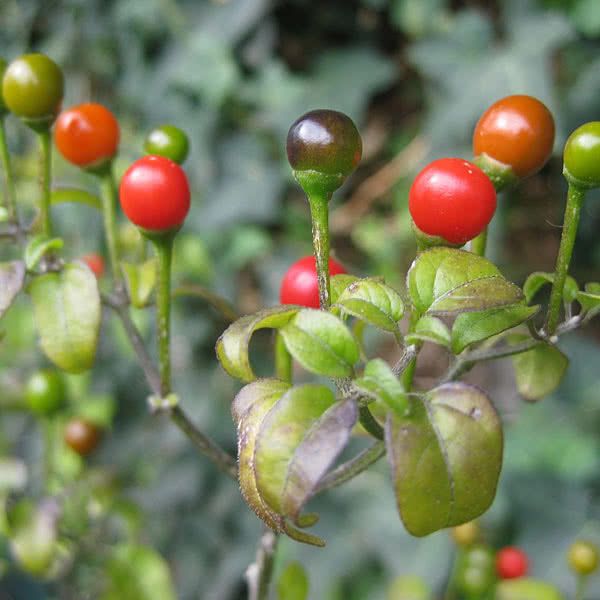 Nipple Pepper Vegetable Seeds for Planting