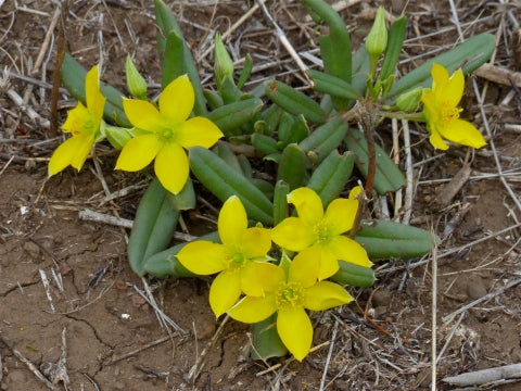 Talinum Caffrum Flower Seeds for Planting - 100