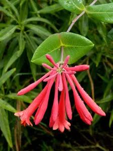 high-germination-non-gmo-lonicera-seeds

