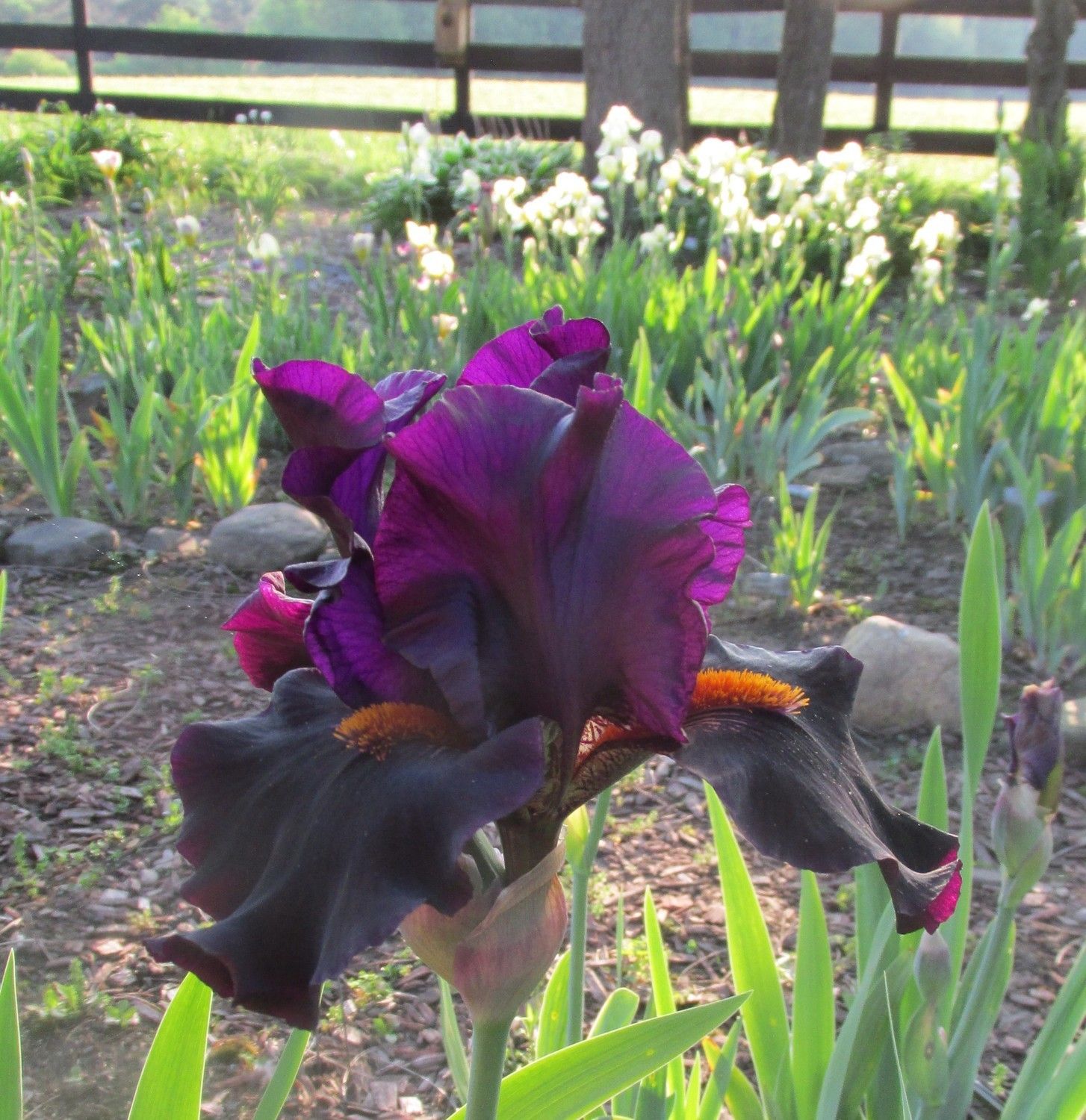 Bearded Iris - Dracula's Kiss