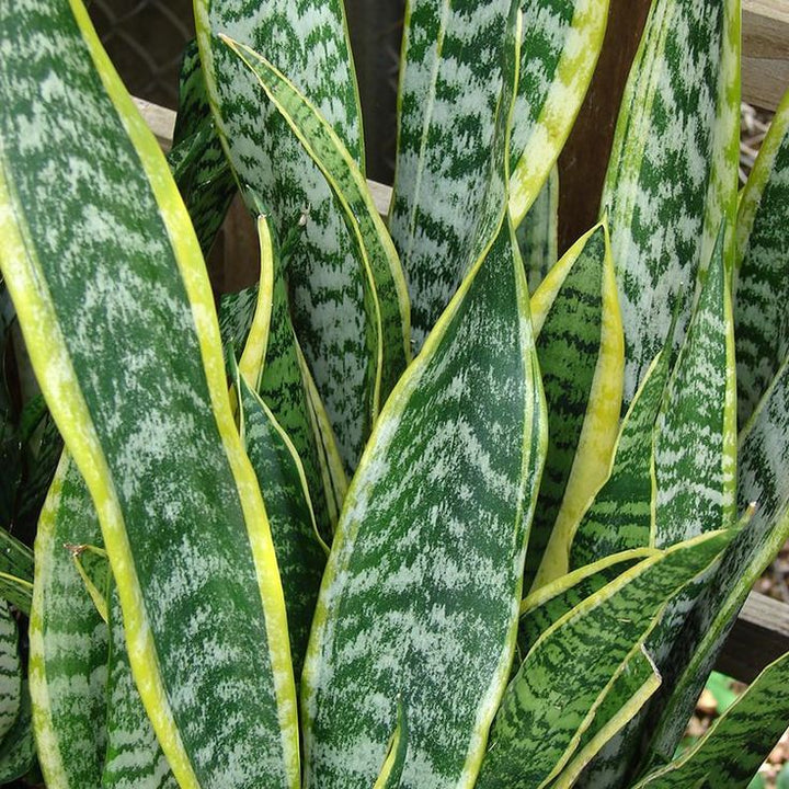 Green Snake Plant Seeds for Planting - Heirloom and Non-GMO seeds for home garden