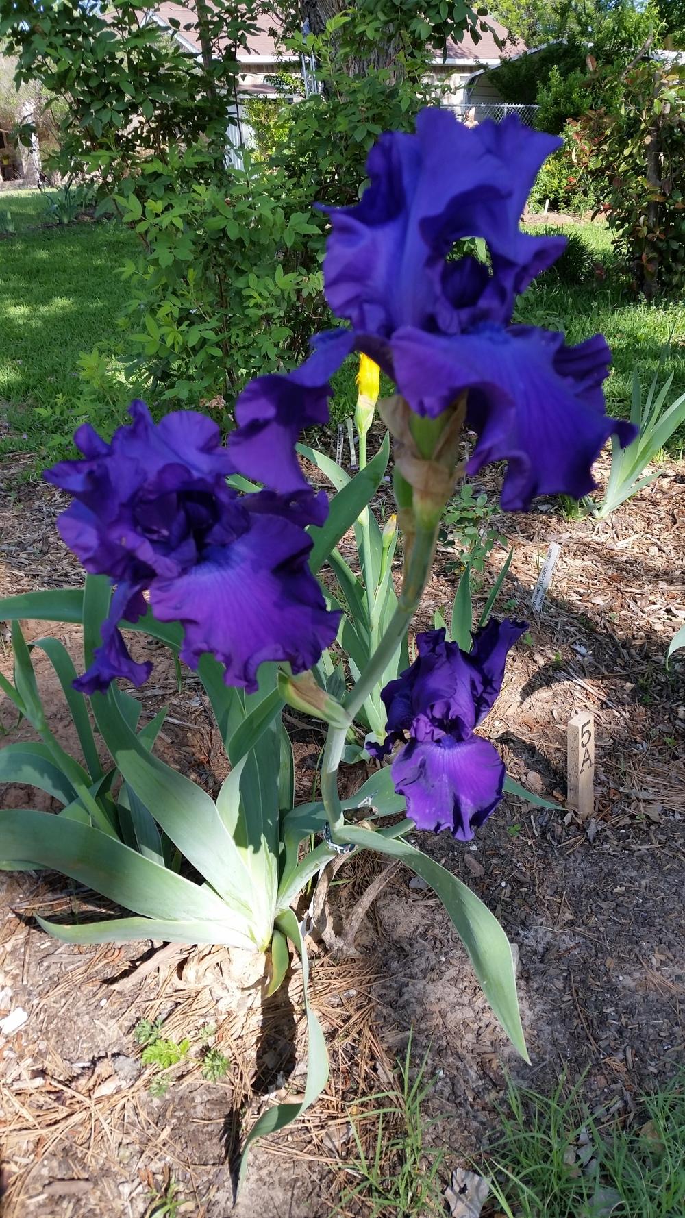 Bearded Iris - Titans Glory