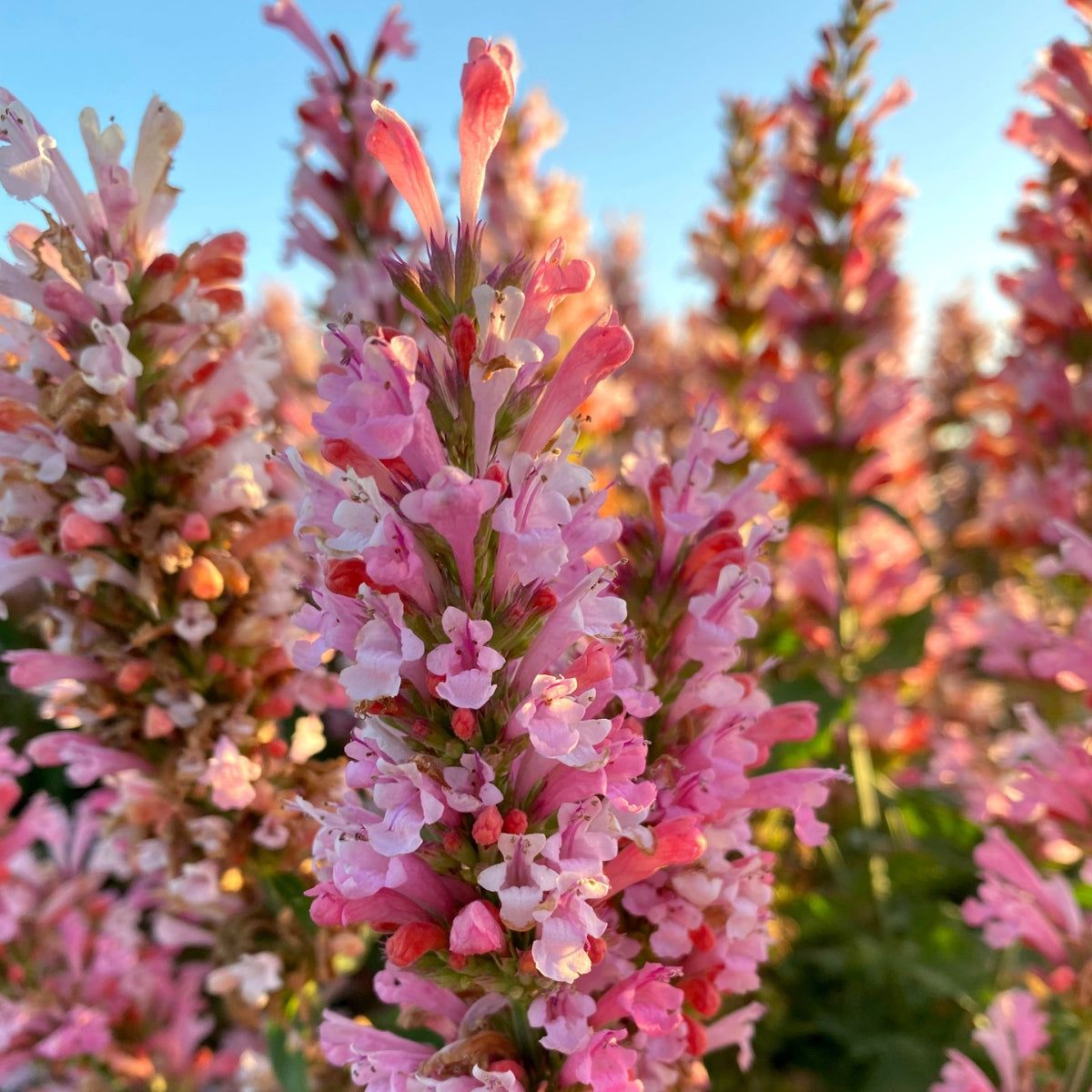 Agastache Pink Pearl