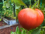 Abe Lincoln tomato garden seeds indeterminate tomato
