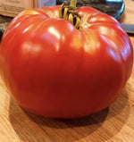 Abe Lincoln tomato seeds for planting heirloom non GMO