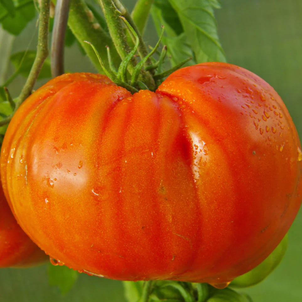 Abe Lincoln heirloom tomato seeds for planting high yield tomatoes