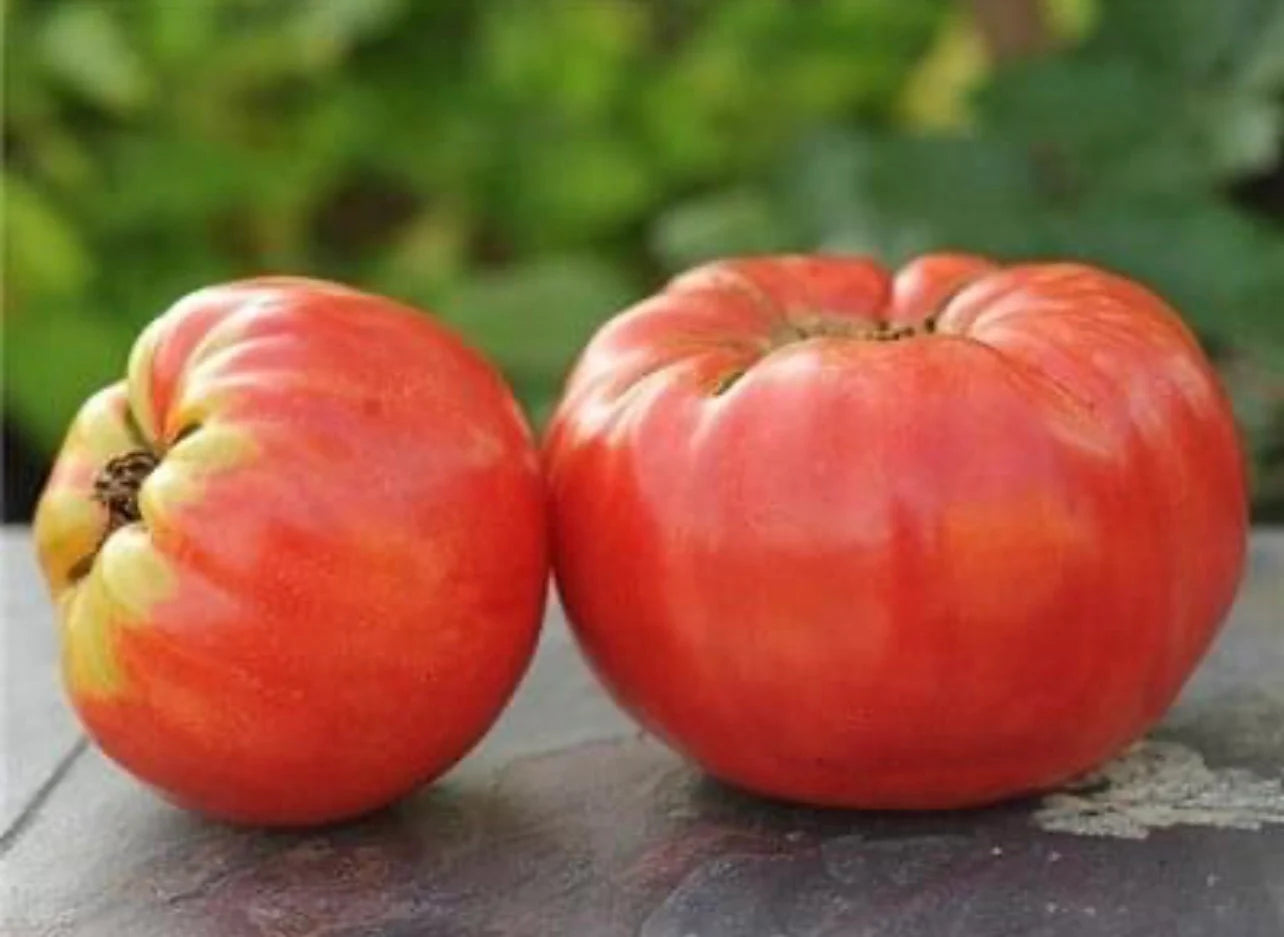 Non GMO Abe Lincoln tomato seeds open pollinated variety