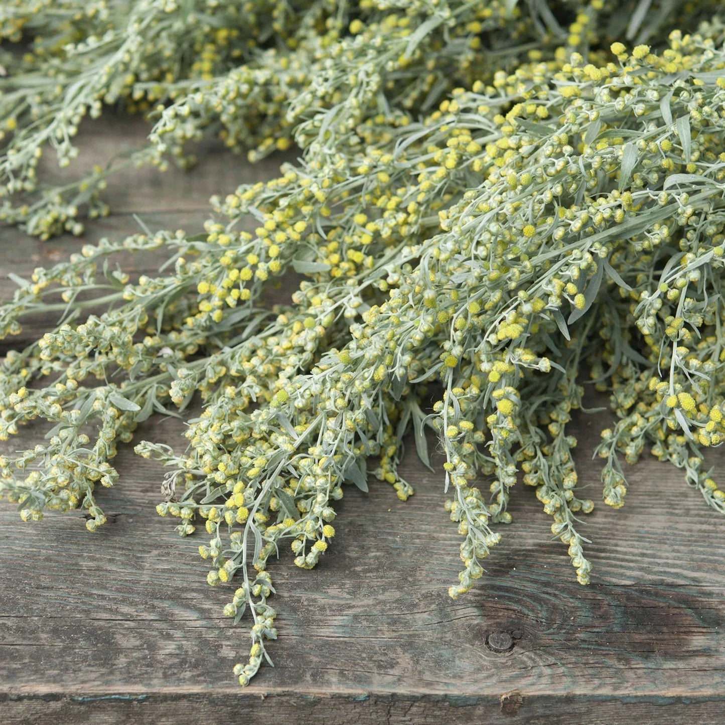 Green Absinthe Plant Seeds for Planting-Garden Landscaping and Medicinal Use – Fresh Herb for Your Garden