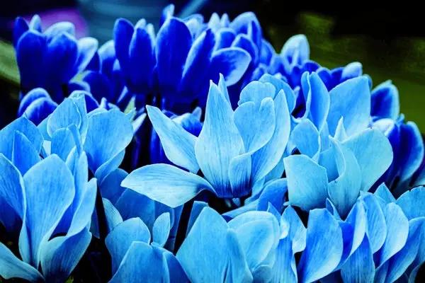 Blue Cyclamen Flower Seeds for Planting - NON GMO Seeds Dhara Seeds