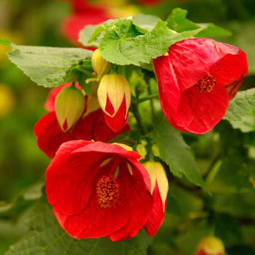 Abutilon hybridum Bellevue Mix Flowering Seeds For Planting in home garden or decorative pots
