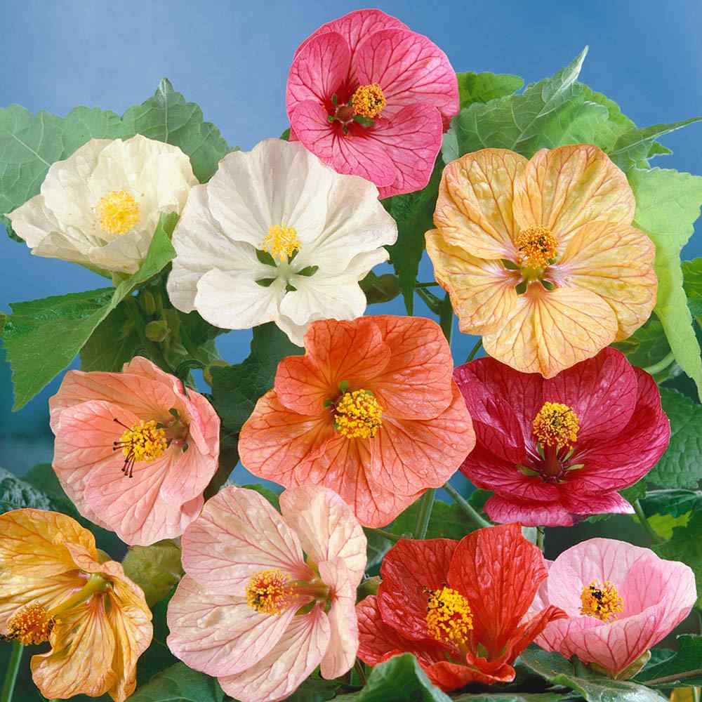 Abutilon Flowering Maple Plant Seeds