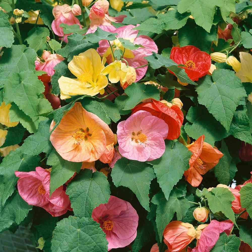 Abutilon Flowering Maple Plant Seeds