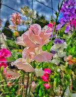 heirloom-lathyrus-sweet-pea-colorful-garden-seeds

