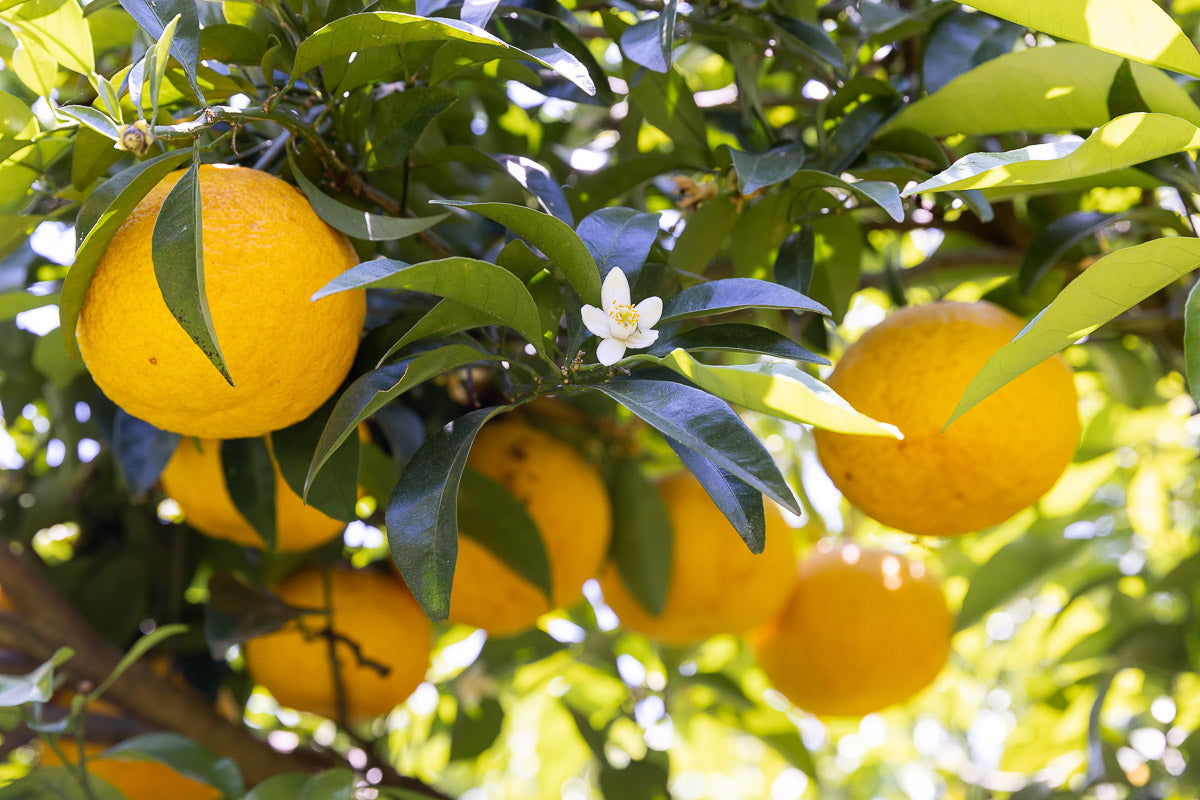 Amanatsu Orange (Citrus natsudaidai) Seeds