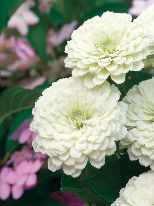 Zinnia Seeds - Benary Giant White