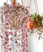 perennial-heirloom-non-gmo-ceropegia-string-of-hearts-pink-seeds

