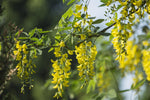 Acacia Flower Seeds – Heirloom, Non-GMO Flower Seeds for Planting - Flower for planting in home garden