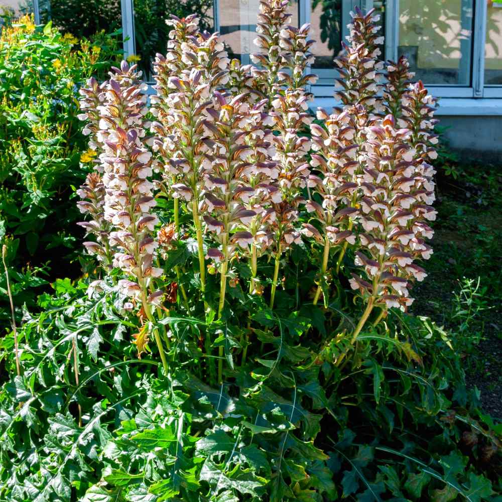 Acanthus Mollis Bear’s Breeches Seeds