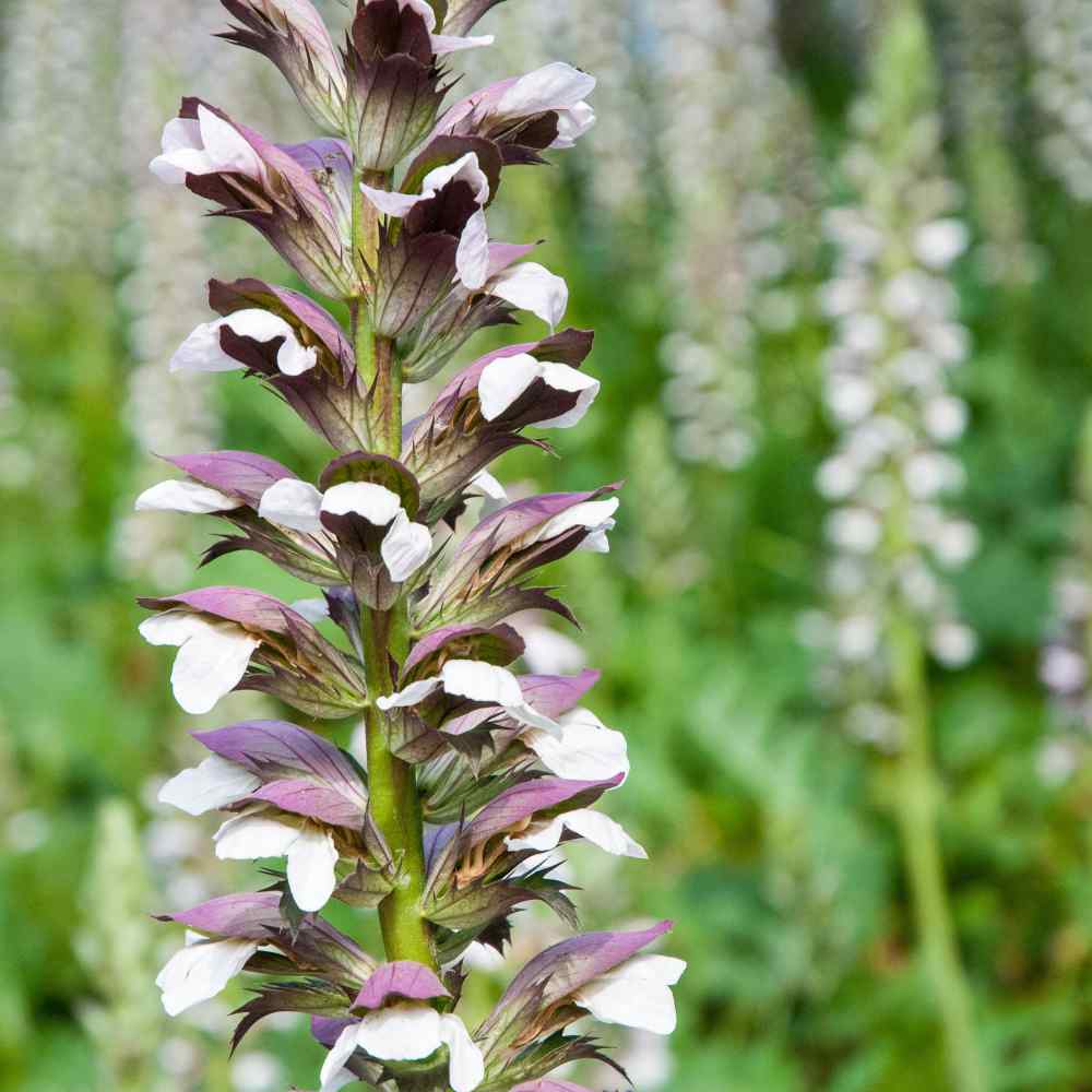 Acanthus Mollis Bear’s Breeches Seeds