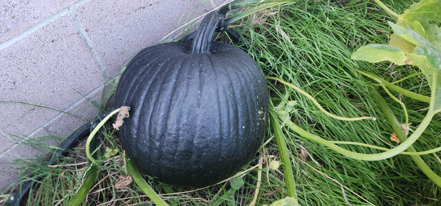 Exotic Black Pumpkin Seeds