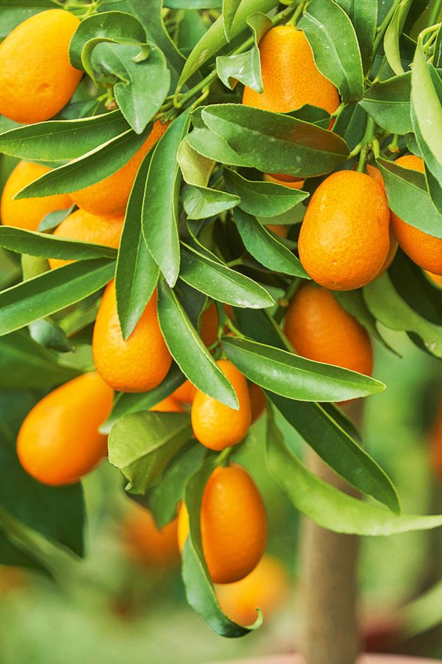 Cumquat (Fortunella spp.)