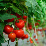 Disease resistant tomato seeds Ace VF variety