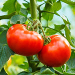 Ace VF tomato seeds for planting non gmo high yield