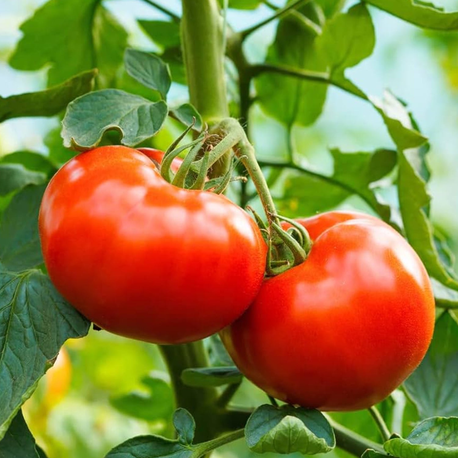 Ace VF tomato seeds for planting non gmo high yield